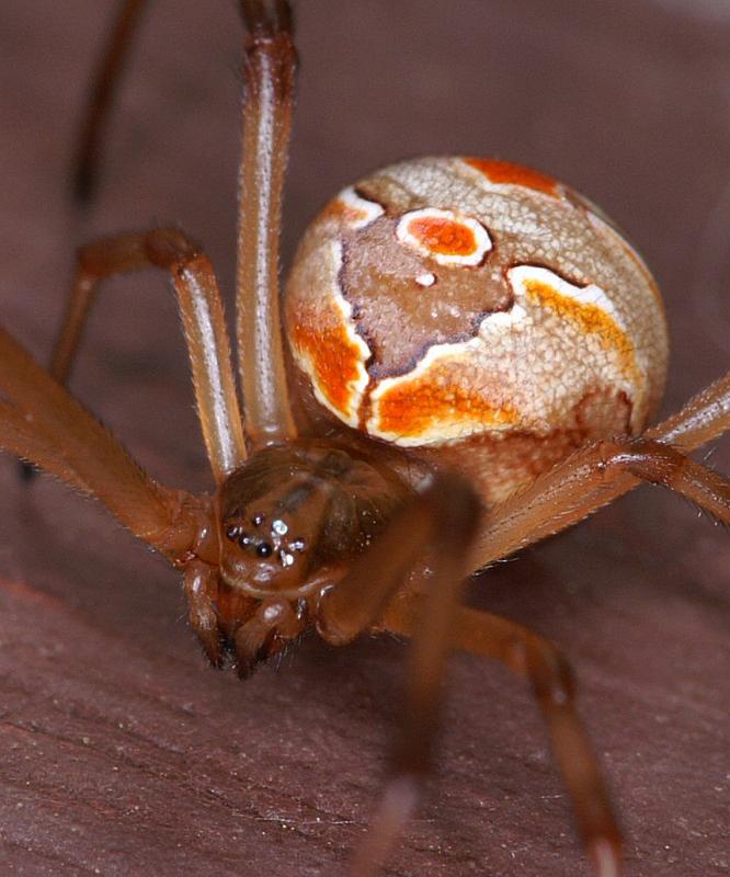 Latrodectus_hasselti_D3415_Z_93_E. of Nuendah homestead_Australie.jpg